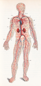 stockvault-human-blood-circulation-circa-1911148446