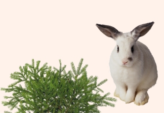 Rabbit and tree
