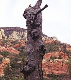 stockvault-old-tree-trunk101677
