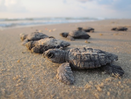 stockvault-sea-turtles209598